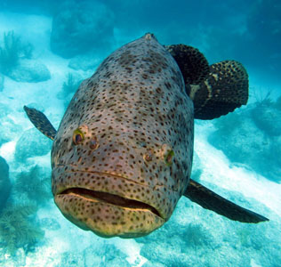 Grouper at Looe Key